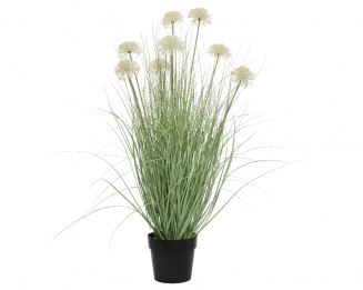 ������������ ������� Allium 105��