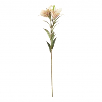 ������������ ����� Lilium 69��