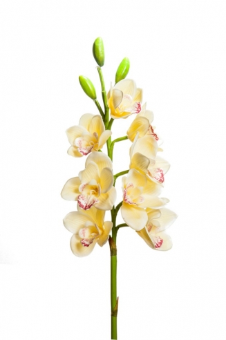 ������������ �������� Cimbydium 77��