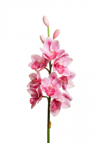 ������������ �������� Cimbydium 77��