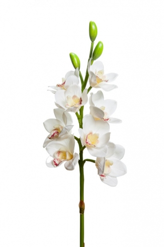 ������������ �������� Cimbydium 77��