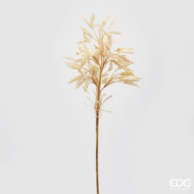  Canna 80 .