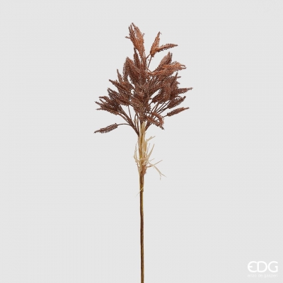   Canna 80 .