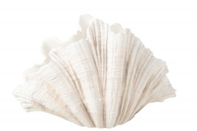    57 x 36