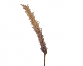   Pampas 110 