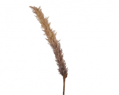   Pampas 110 