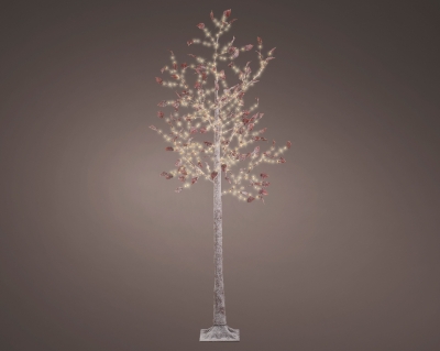    Birch 210