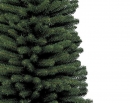    Pencil Pine 150  