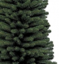    Pencil Pine 210  
