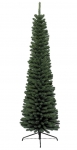    Pencil Pine 240  