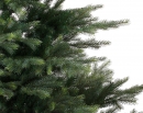    Grandis Fir 180  