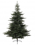    Grandis Fir  300  