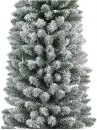     Pencil Pine 180  
