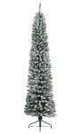     Pencil Pine 180  