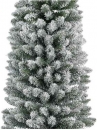     Pencil Pine 240  