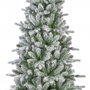    Killington fir Frosted 240  