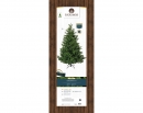    Nordmann fir 210  