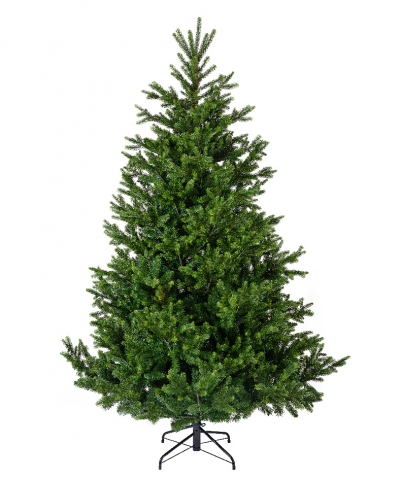   Nordmann fir 210 