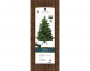    Nordmann fir 240  