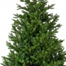   Nordmann fir 240  