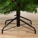    Nordmann fir 240  