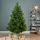    Nordmann fir 240  
