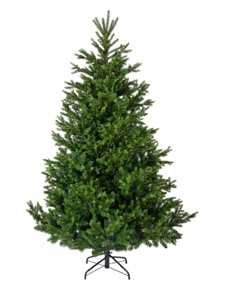 ����������������� ������ Nordmann fir 240 ��
