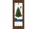    Nordmann fir 300  