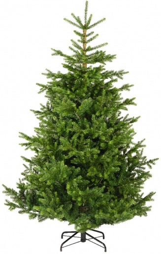   Nordmann Fir  300 