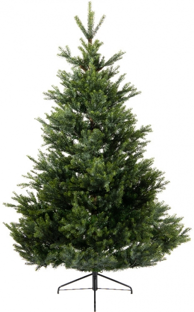   Pre-shaped Arlberg fir 240 