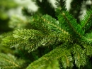    Galloway Spruce  180  