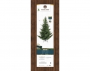    Norway spruce 210  