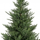    Norway spruce 210  