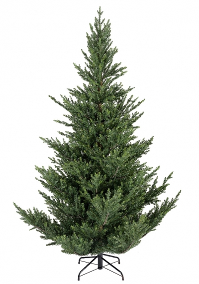   Norway spruce 210 