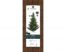    Norway spruce 240  