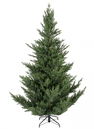   Norway spruce 240 