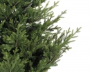    Pre-shaped Norway Spruce 210  