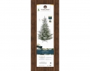     Norway spruce 210  