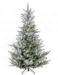     Norway spruce 210  