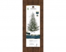     Norway spruce 240  