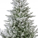     Norway spruce 240  