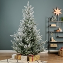     Norway spruce 240  