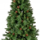    Norwich pine 240  