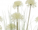    Allium 105 