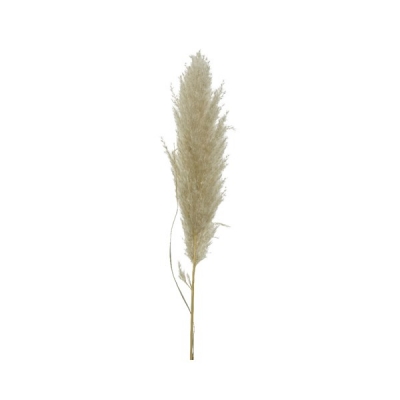   Pampas 115 x 10