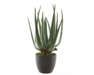  ������������ ������� Aloe 67 �� 