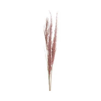   Pampas 10 x 115
