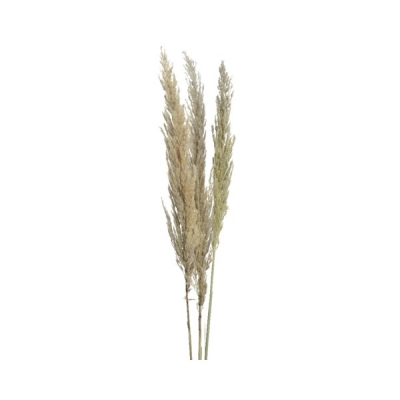   Pampas 10 x 115