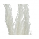    Pampas 115 x 10 