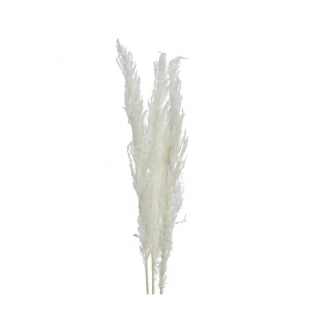   Pampas 115 x 10